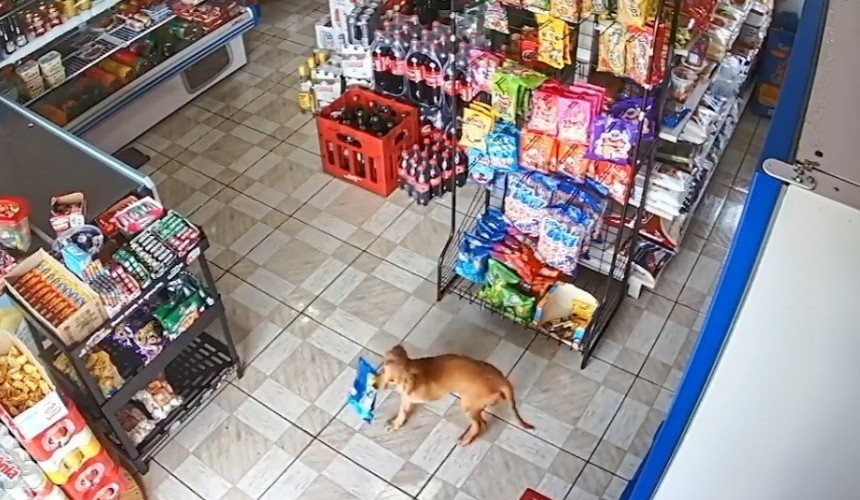 'Meliante' canino furta pacote de salgadinhos em mercearia no PR; veja o flagra