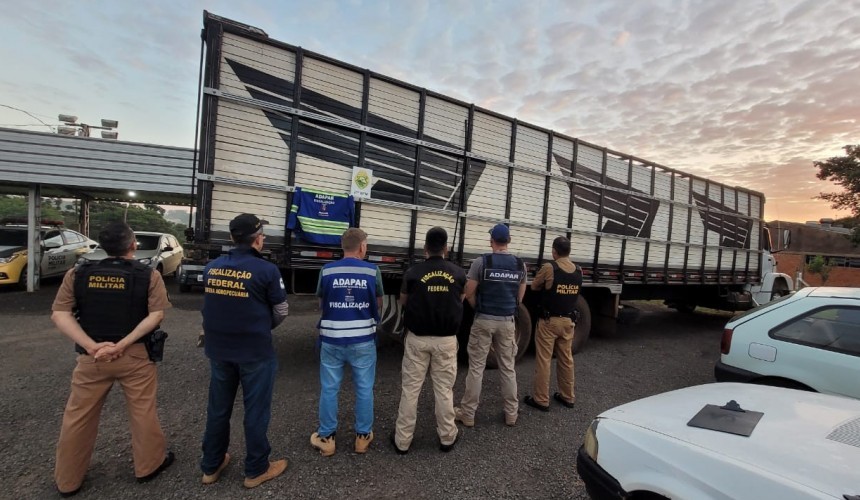 Santo Antônio do Sudoeste: Polícia Militar apreende caminhão carregado de gado contrabandeado da Argentina na BR-163