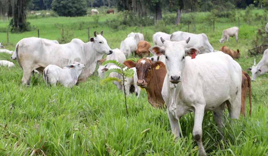 Paraná completa dois anos do status de área livre de febre aftosa sem vacinação neste sábado