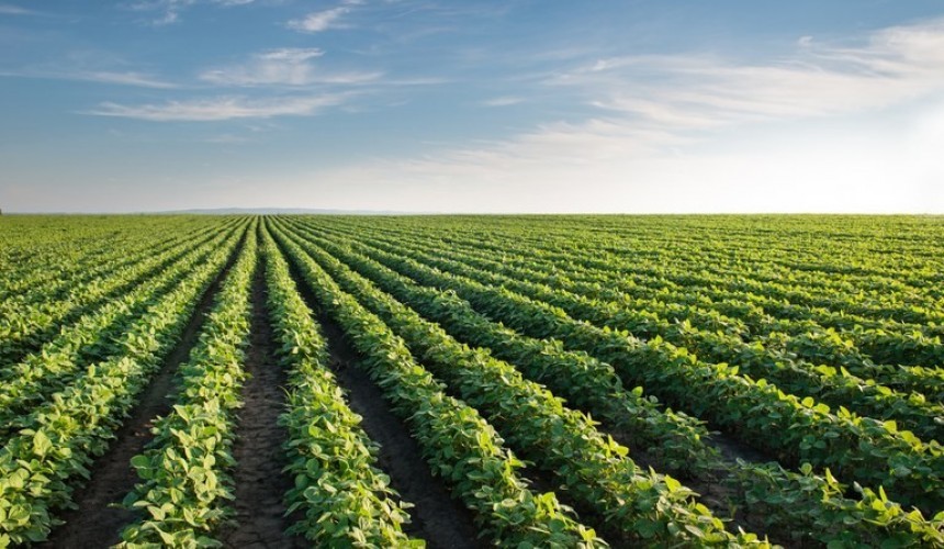 Engenheiro Agrônomo de Capitão faz avaliação da Safra 2022/2023 na região Oeste do Estado