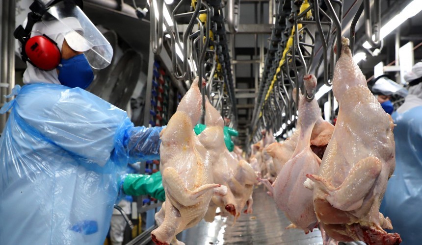 Com 547 milhões de unidades, Paraná bate novo recorde trimestral na produção de frango
