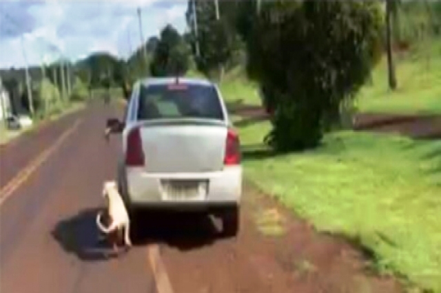 Motorista é flagrado arrastando cachorro em rodovia de Realeza