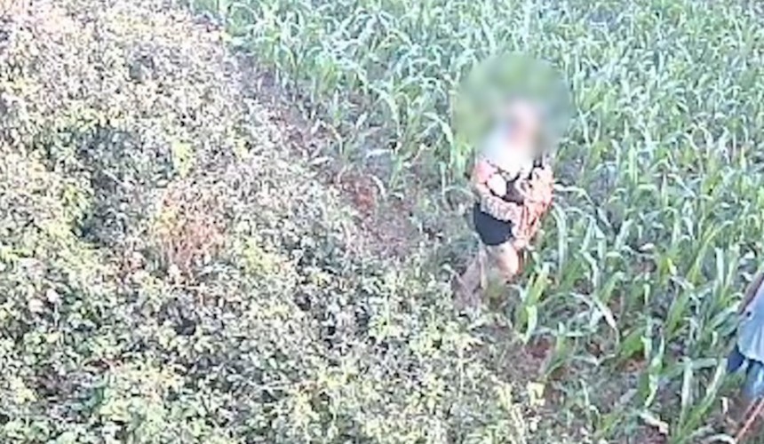 Casal tenta matar cachorro a marteladas na cabeça em milharal no Paraná