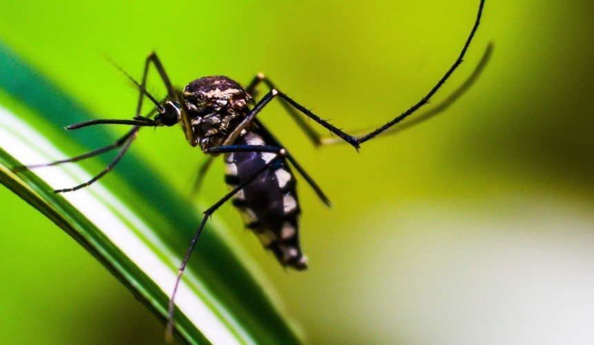 Cascavel confirma 5ª morte por Dengue; Idoso de 80 anos é a mais recente vítima