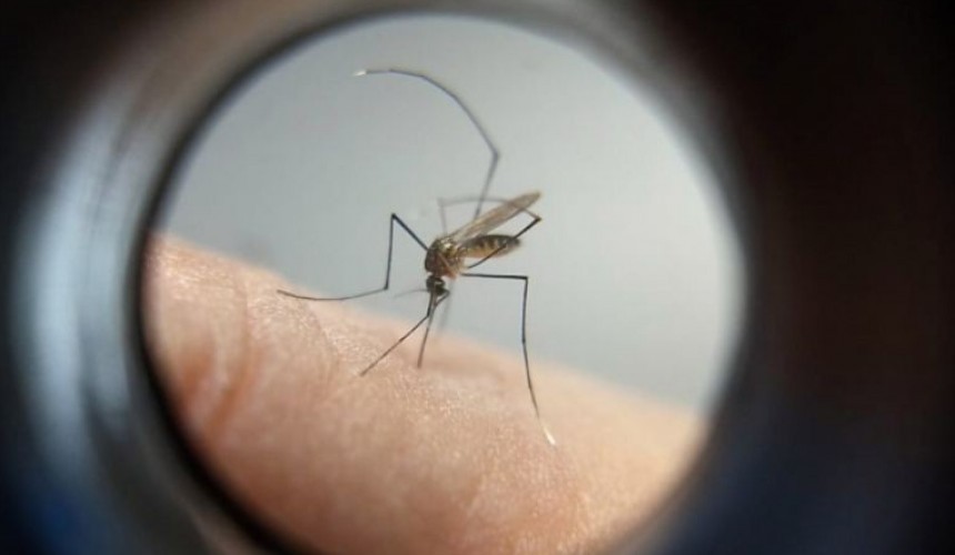 Paraná tem tendência de queda nos casos de dengue
