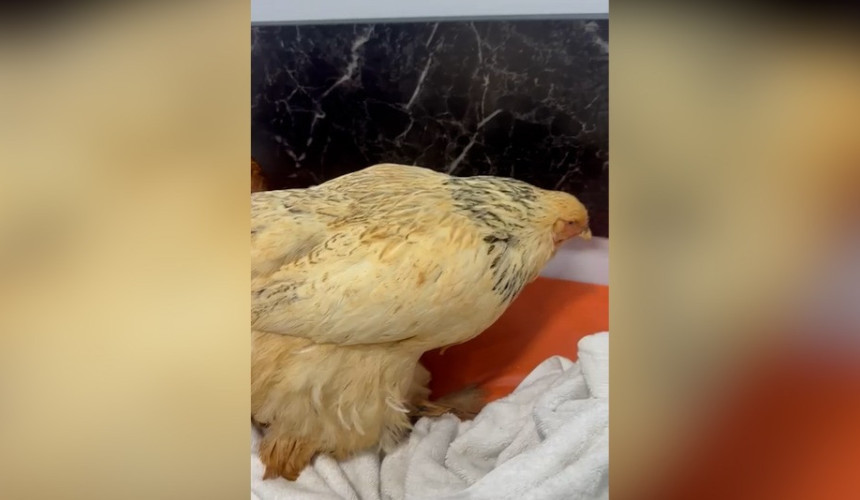 Homem é preso por zoofilia em Cascavel