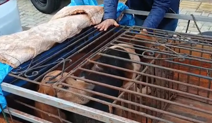 Cães são resgatados presos em reboque em Toledo na manhã desta segunda-feira (25)