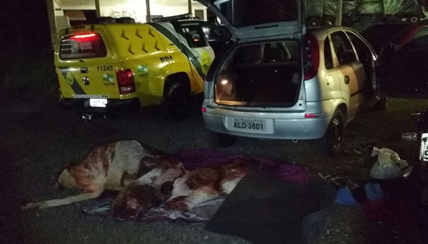 5 pessoas são presas em furto de gado em Santa Lúcia
