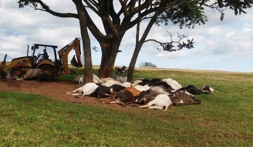 Raio mata mais de 50 bois em fazenda de Francisco Alves
