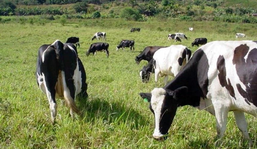 Agricultores da  chamada publica do leite participam de reunião amanhã em Capitão