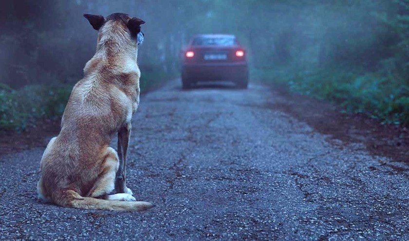 Morador no interior reclama com  abandono de animais em Capitão Leônidas Marques.