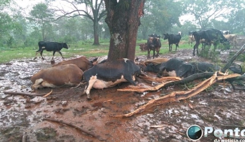 Raio mata 7 cabeças de gado no interior de Mercedes