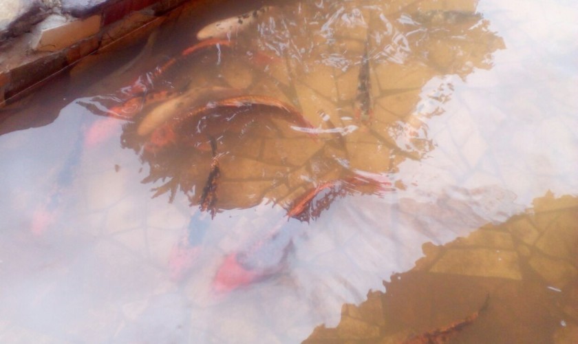 Venda Direta de peixe fresco aumenta na quaresma em Capitão