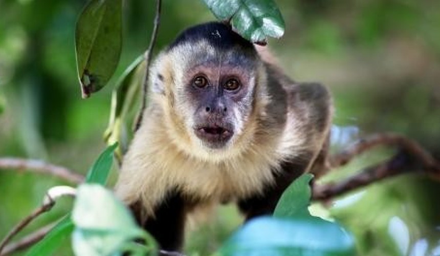 Policiais de Salto do Lontra socorrem macaco-prego