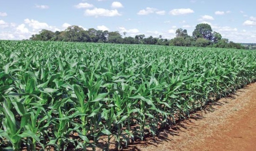 Agricultores de Capitão plantam 6,5 mil hectares de milho safrinha