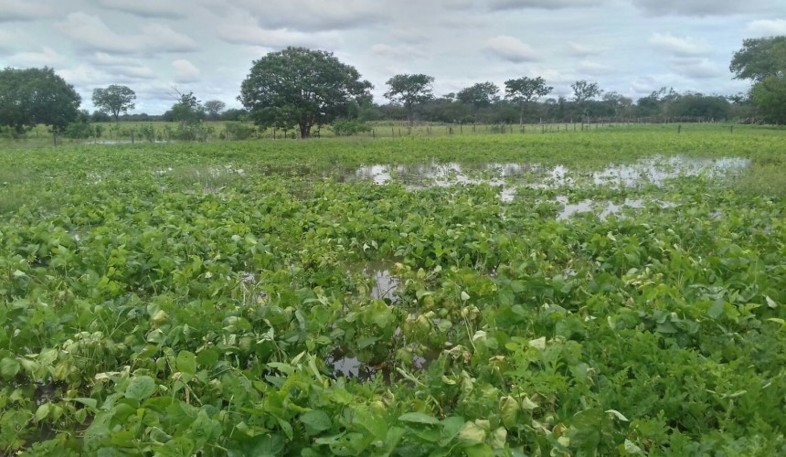 Agrônomo de Capitão afirma que excesso de chuvas, causou prejuízo aos agricultores