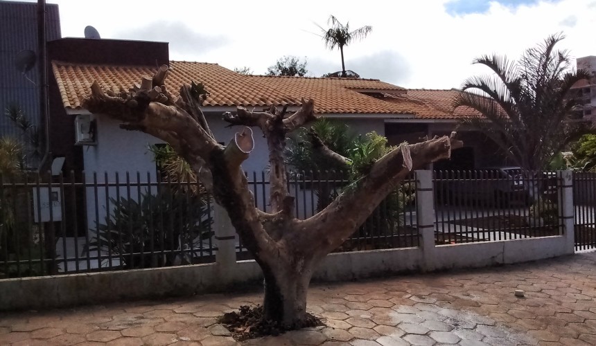 Poda de árvores tem prazo para recolhimento em Nova Prata do Iguaçu