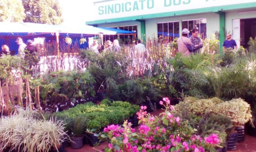 Feira de Mudas segue ate amanha às 11horas  em Capitão
