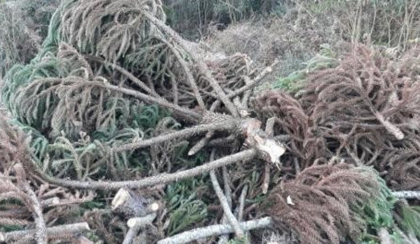 Corte irregular de araucárias é descoberto em Nova Esperança do Sudoeste