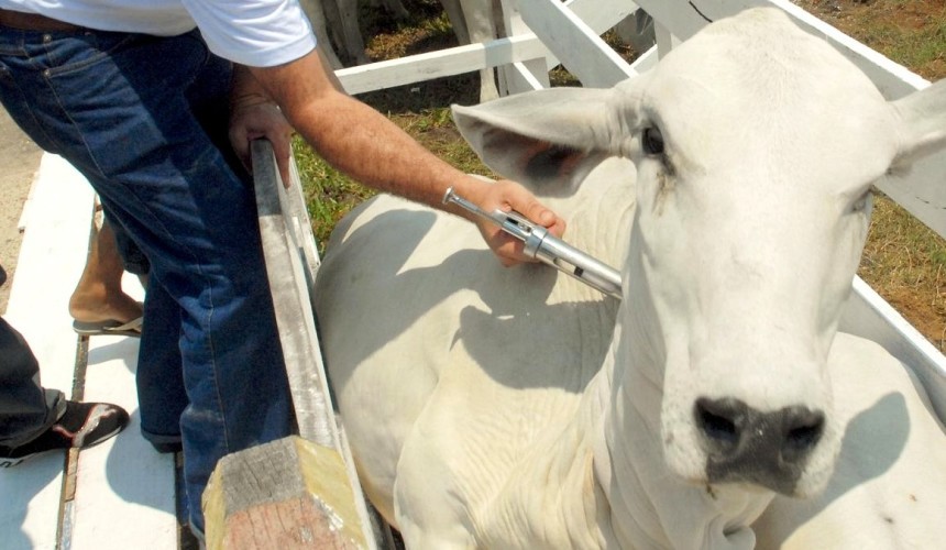 98% do rebanho de bovinos e bubalinos foram imunizados na região de Capitão, Santa Lúcia e Boa Vista, segundo a ADAPAR.
