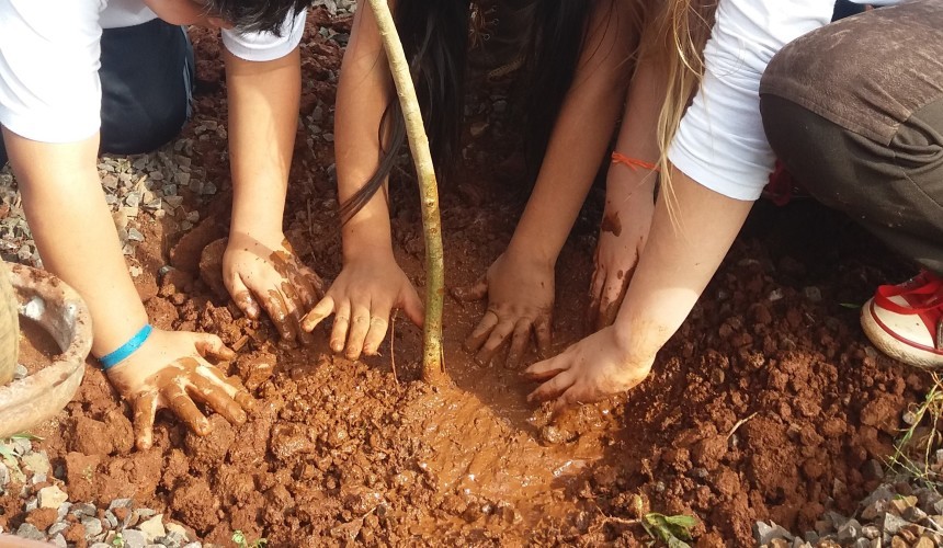20 árvores são plantadas em escolas de Boa Vista da Aparecida