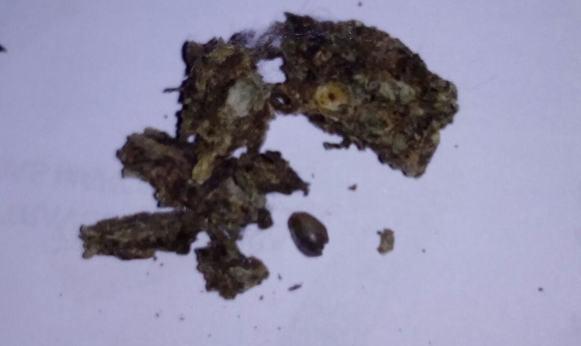 Policia militar de Capitão apreende moto e bucha de maconha