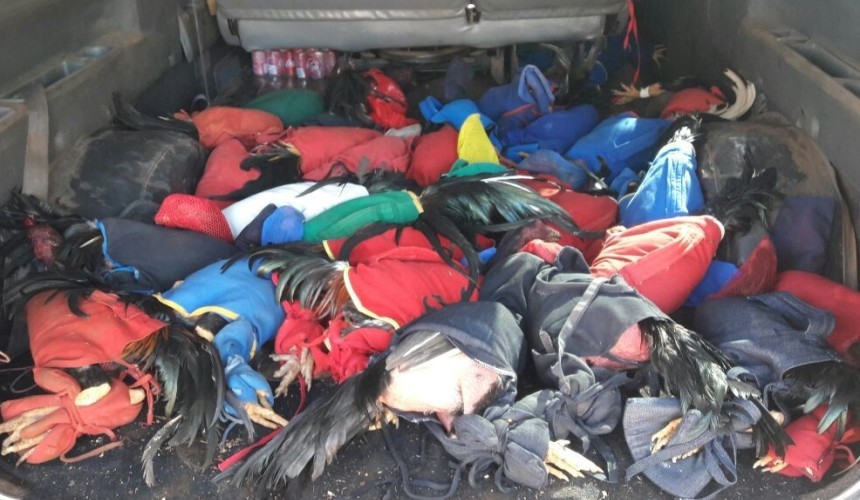 Policiais detêm 30 pessoas em Três Barras suspeitas de participação em rinha de galos