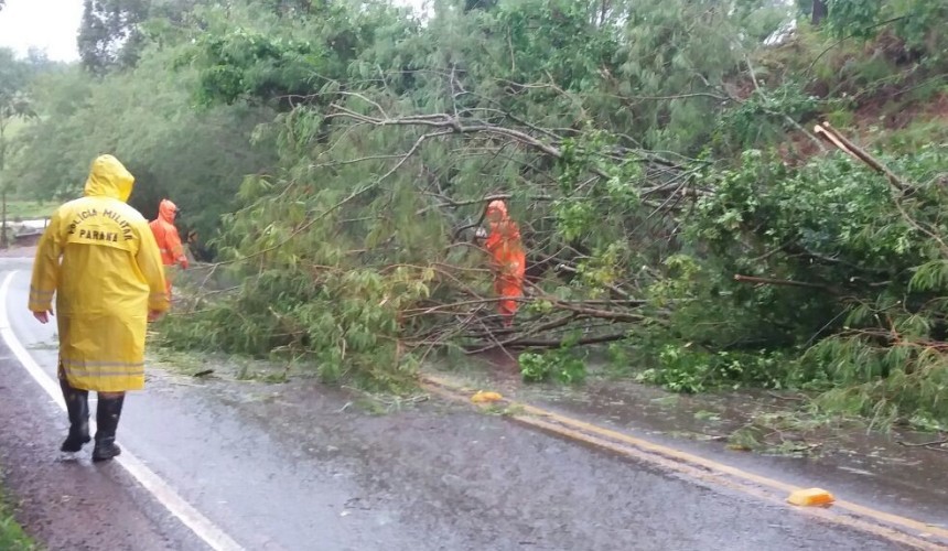 Boa Vista da Aparecida: Sete árvores caem em rodovia e atrapalham trânsito