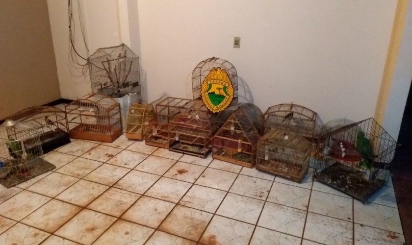 Policia faz apreensão de pássaros em Capitão