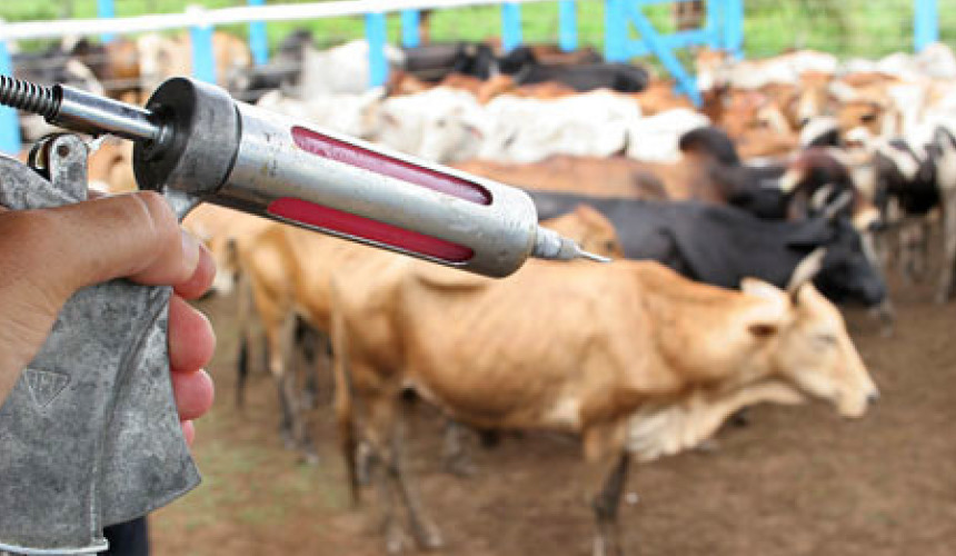 Campanha de vacinação contra febre aftosa termina nesta quinta (30)