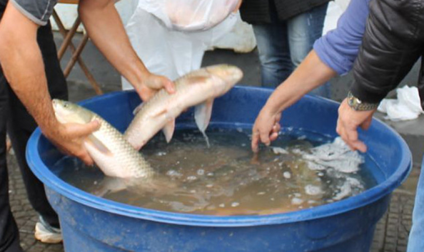 Reunião para tratar sobre a segunda Feira do Peixe Vivo será nesta quinta em Capitão