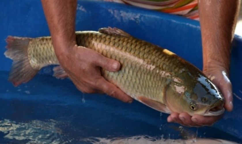 Acontece amanha o primeiro dia de Feira do Peixe Vivo em Capitão
