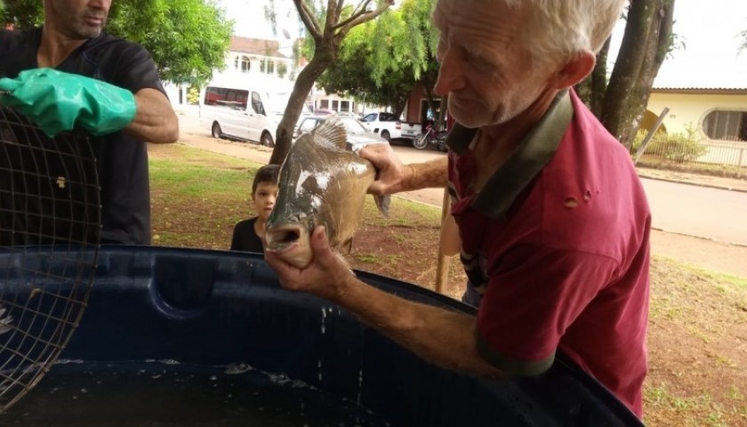 Esta acontecendo o segundo dia de Feira do Peixe Vivo em Capitão