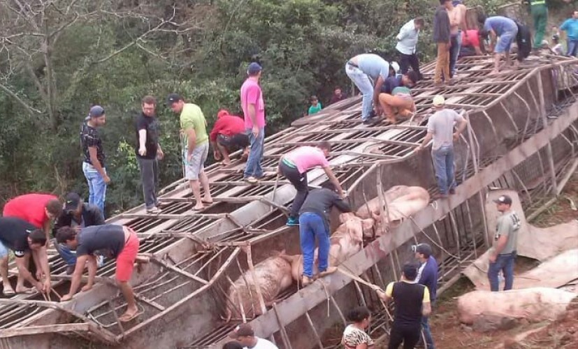 População aproveita tombamento de caminhão para saquear carga de porcos na BR 163 em Capitão