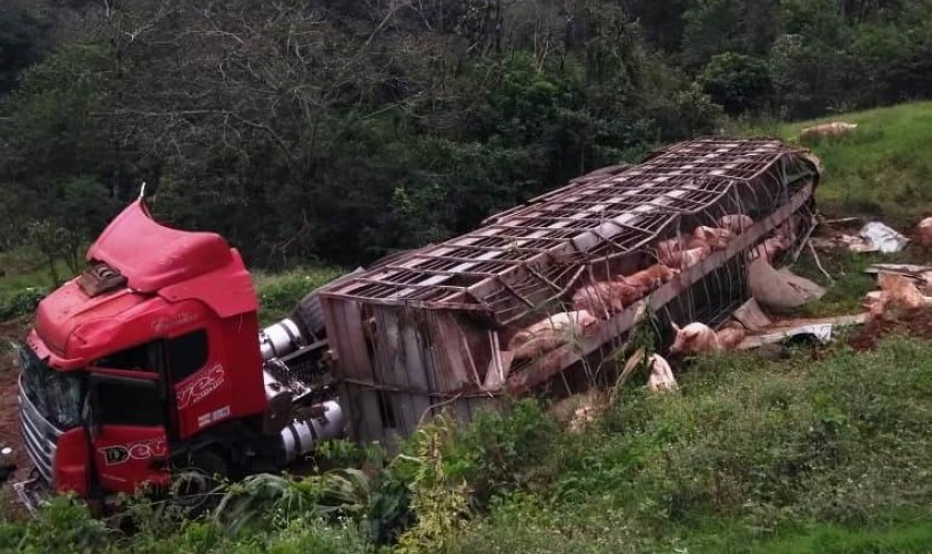 Caminhão carregado com porcos tomba na BR 163 em Capitão