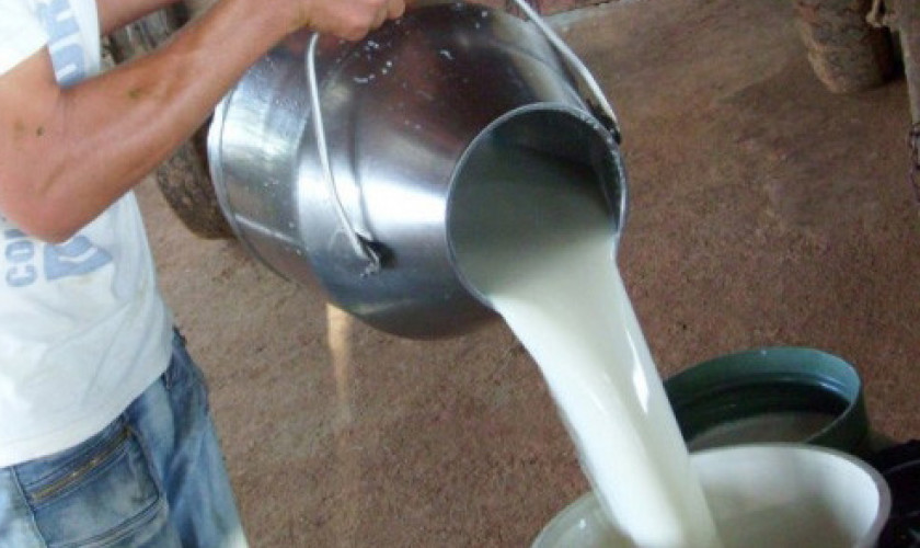 Produtores de leite  de Capitão enfrentam dificuldades  devido aos custos  da produção