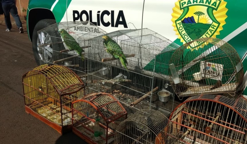 Polícia Ambiental desencadeia operação contra o tráfico de pássaros silvestres em Capitão L. Marques e região