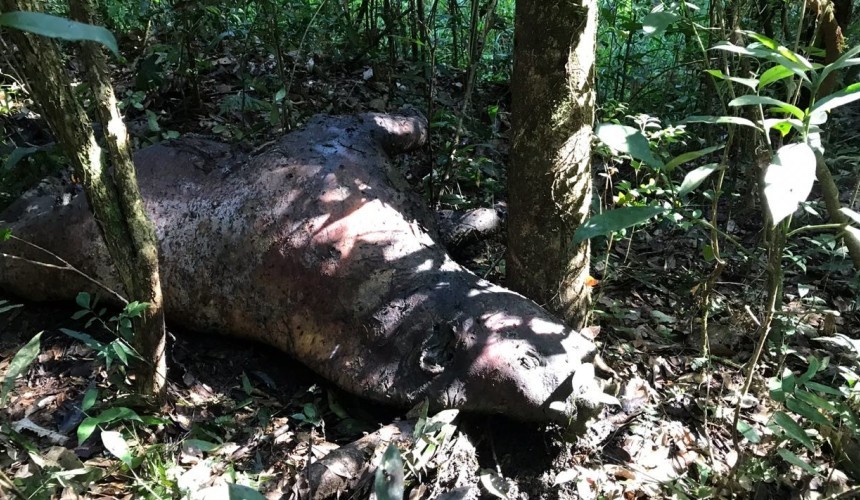 Policiais encontram anta morta e campo de caça clandestina no Rio Iguaçu