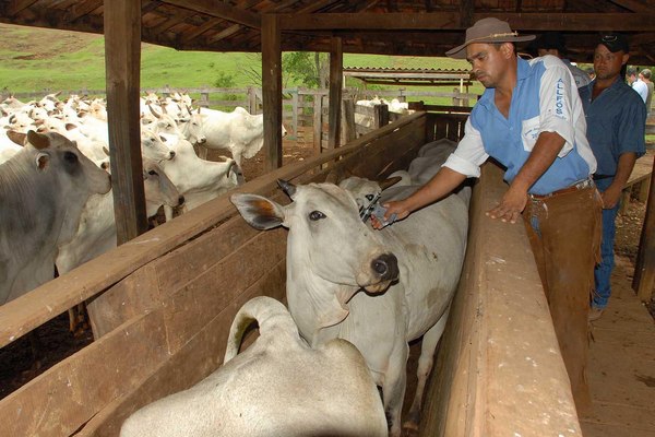 Cerca de 70 mil animais devem ser vacinados contra aftosa em Capitão, Santa Lúcia e Boa Vista da Apa