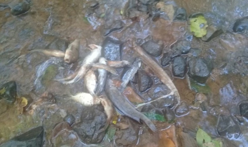 Laudo do IAP diz que água do Rio Monteiro onde peixes foram encontrados mortos não estava contaminada