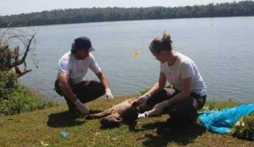 Onça-parda é encontrada morta no Rio Iguaçu