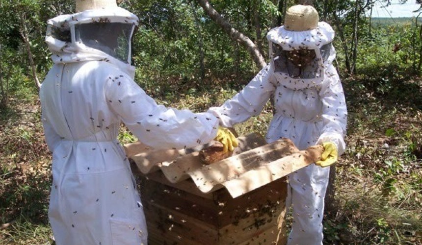 Curso de capacitação em apicultura será  oferecido  à pequenos produtores de Capitão