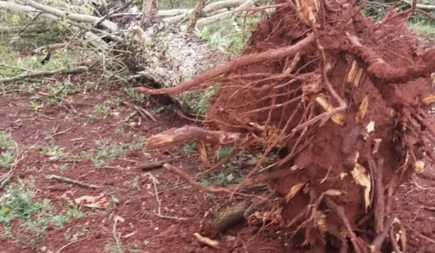 Vendaval arranca árvores, destelha barracão e assusta moradores da Linha Barra Grande em Capitão