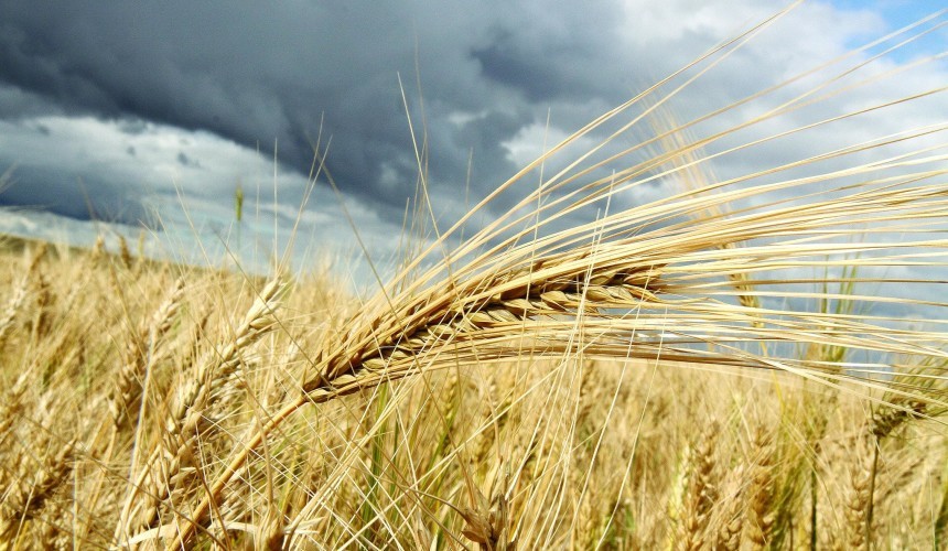 Chuva em excesso prejudica colheita de trigo em Capitão