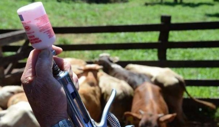 Aftosa: Campanha inicia dia 1° e mais de 60 Mil animais devem ser vacinados na regional de Capitão
