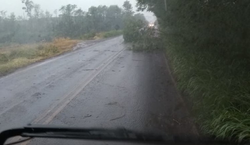 Bombeiros foram acionados para remover  árvore na rodovia PR 484 em Capitão