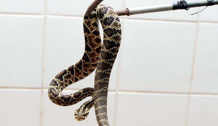 Clima e alagamento da Usina  pode aumentar a infestação de aranhas e serpentes  em Capitão