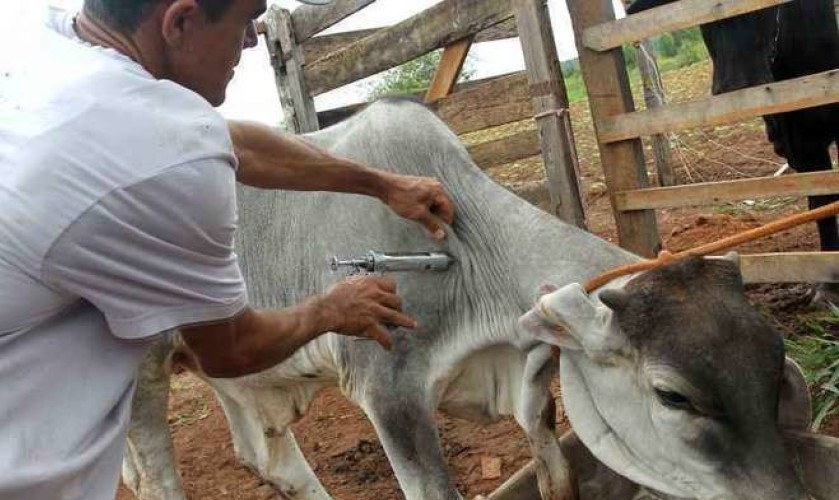 AFTOSA – Campanha é prorrogada até 10 de dezembro