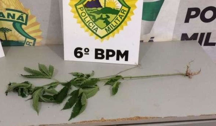 PM encontra pé de maconha em plantação de mandioca em Lindoeste