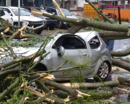 Árvore cai em cima de veículo em movimento na cidade de Toledo